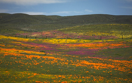 Wildflowers | Residential Hydroseeding in Southern California | Quality HydroSeeding