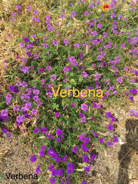 Verbena