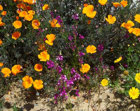 Orange Flowers